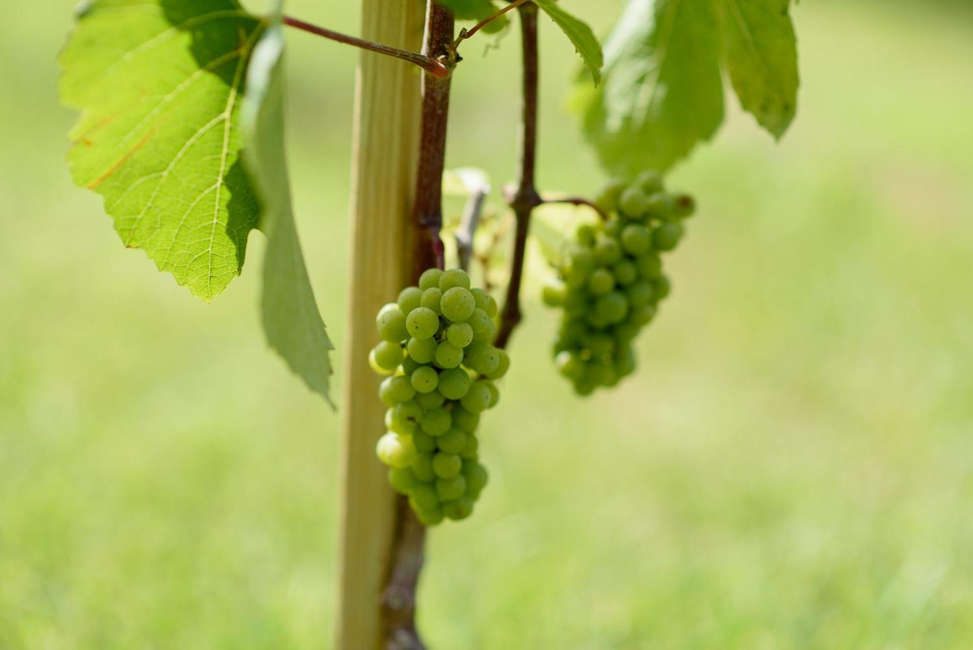 Leone De Castris Wine Hotel Salice Salentino Exterior photo